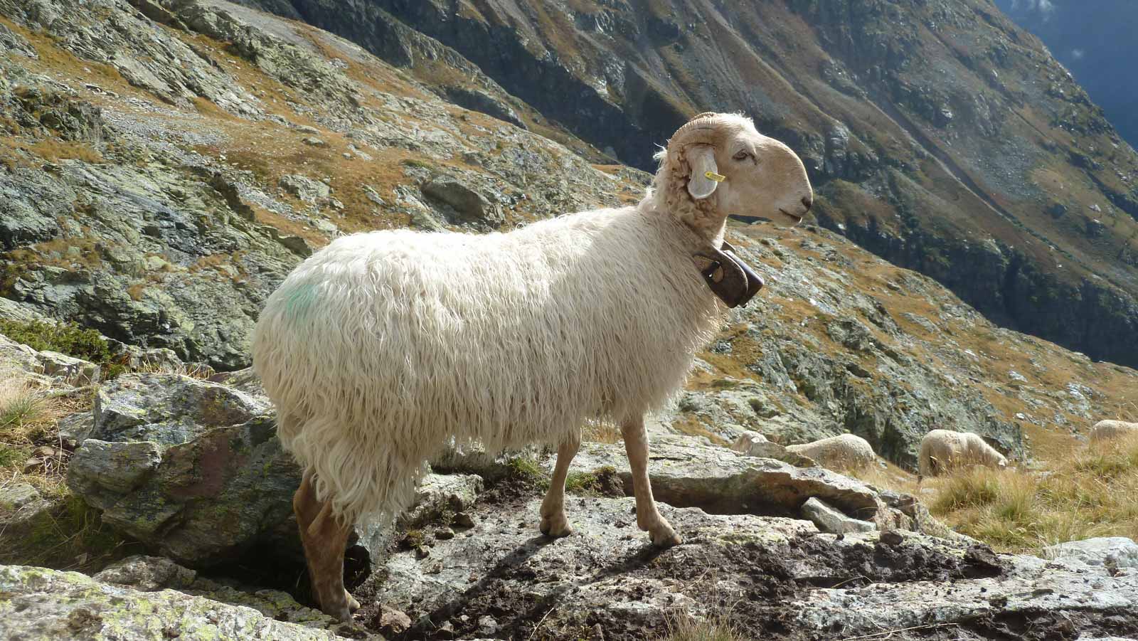 Brebis en montagne