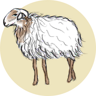 La laine