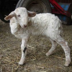 agneau-brigasque-profil