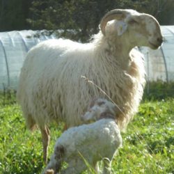 brebis-et-agneau-brigasque