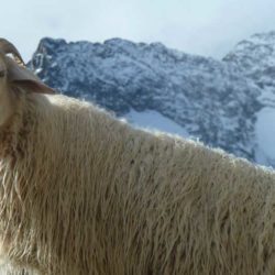 brigasque-laine-froid-neige